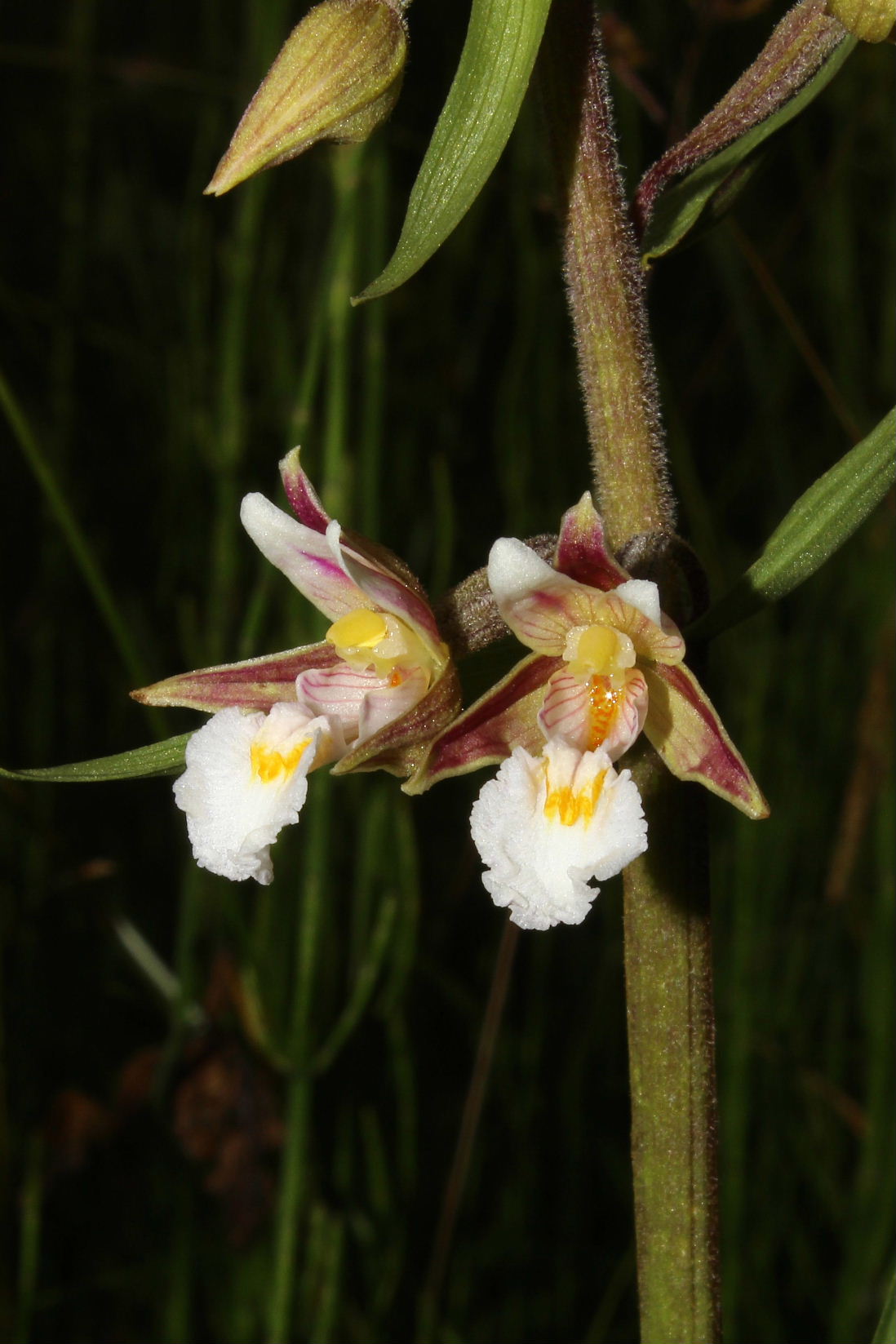 Orchidee in Val Graveglia (GE)